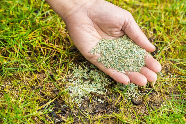 grasfro-i-hand.jpg