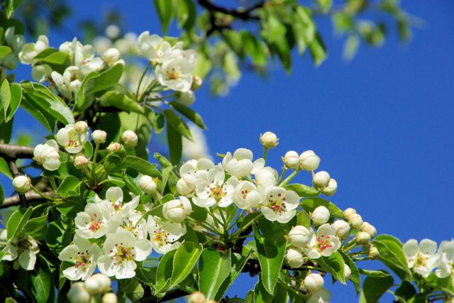 paronblommor.jpg