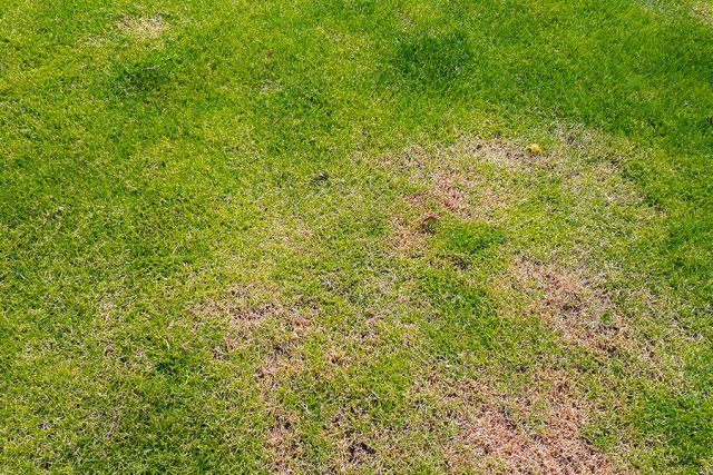 skador-i-en-grasmatta.jpg