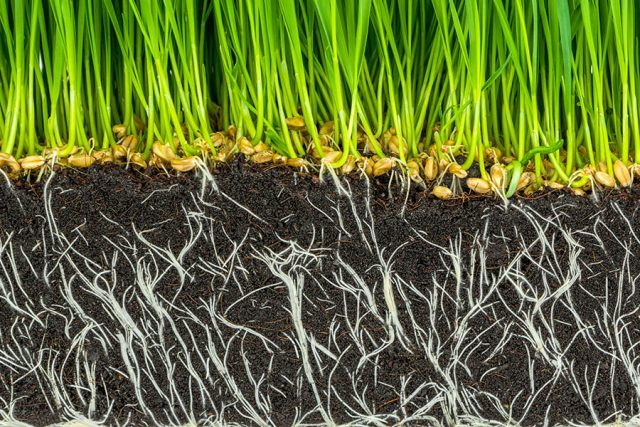 vaxtnaring-i-jorden-for-grasmattan.jpg
